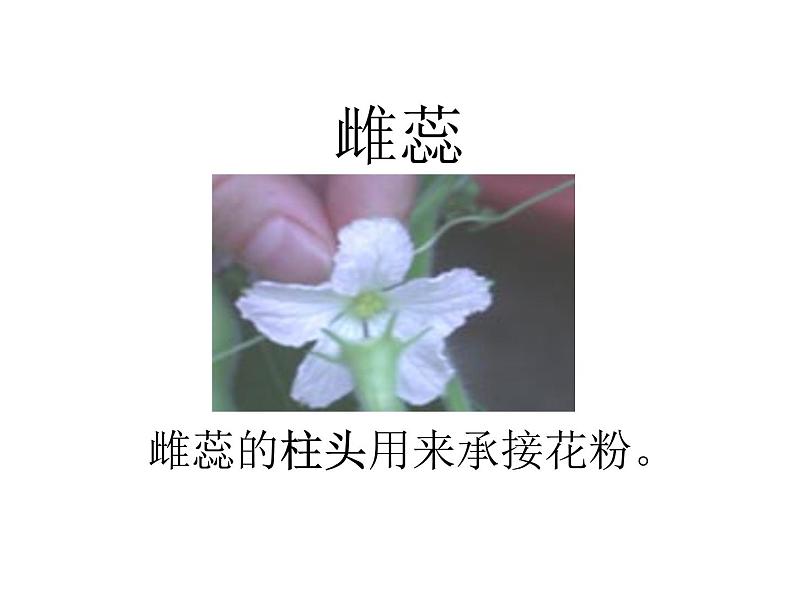 5.5《开花和结果》教学课件第7页