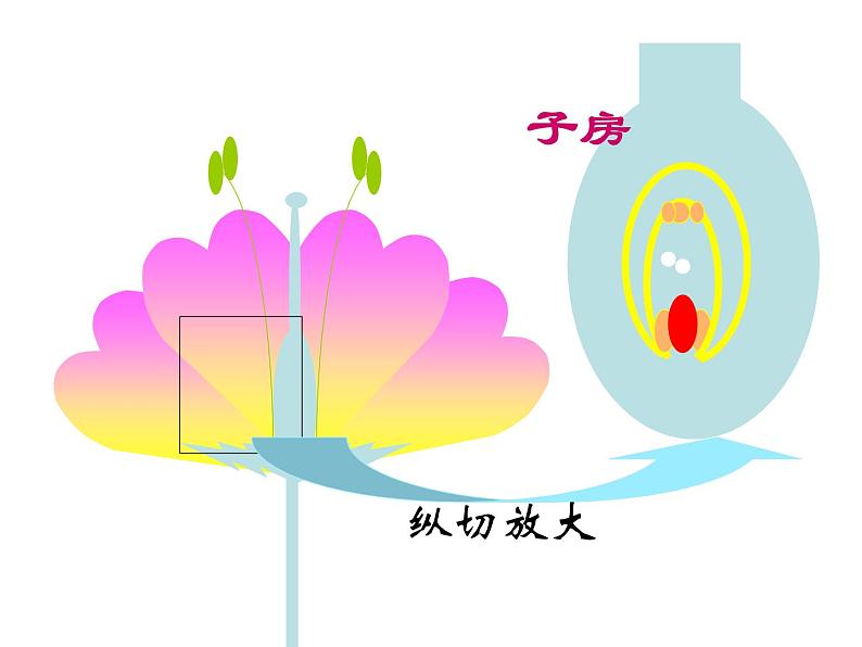 5.5《开花和结果》教学课件第8页