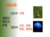 5.1.1《腔肠动物和扁形动物》教学课件