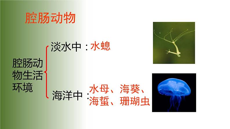 5.1.1《腔肠动物和扁形动物》教学课件第4页