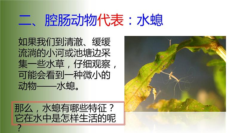 5.1.1《腔肠动物和扁形动物》教学课件第8页