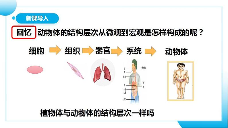 人教版初中生物七年级上册2.2.3《植物体的结构层次》课件第3页