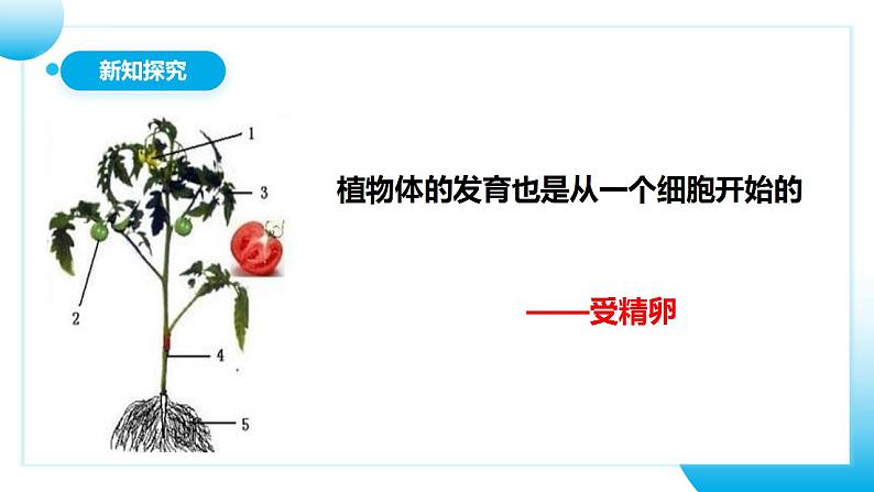 人教版初中生物七年级上册2.2.3《植物体的结构层次》课件第6页