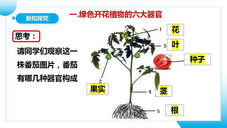 人教版初中生物七年级上册2.2.3《植物体的结构层次》课件第7页