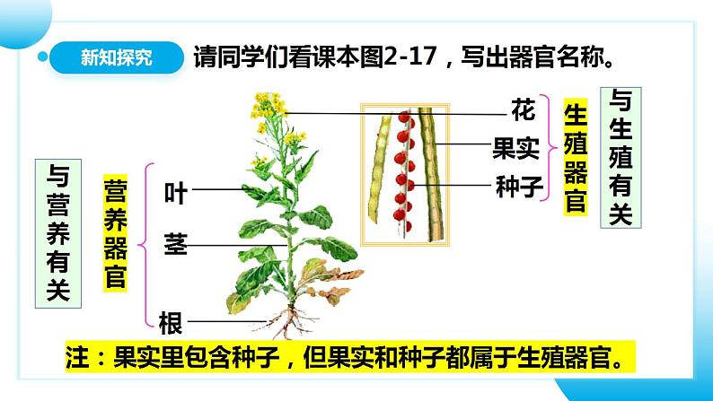 人教版初中生物七年级上册2.2.3《植物体的结构层次》课件第8页
