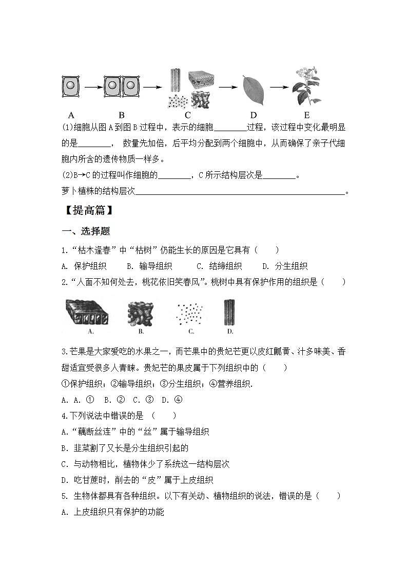 人教版初中生物七年级上册2.2.3《植物体的结构层次》同步分层练习（含答案）第2页