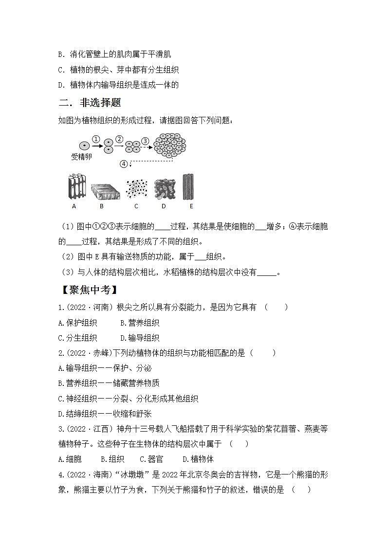 人教版初中生物七年级上册2.2.3《植物体的结构层次》同步分层练习（含答案）第3页
