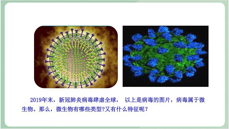 苏教版生物八年级上册14.3 神奇的微生物 课件02