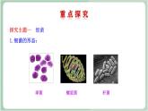 苏教版生物八年级上册14.3 神奇的微生物 课件