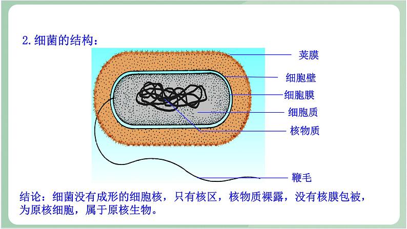 苏教版生物八年级上册14.3 神奇的微生物 课件06