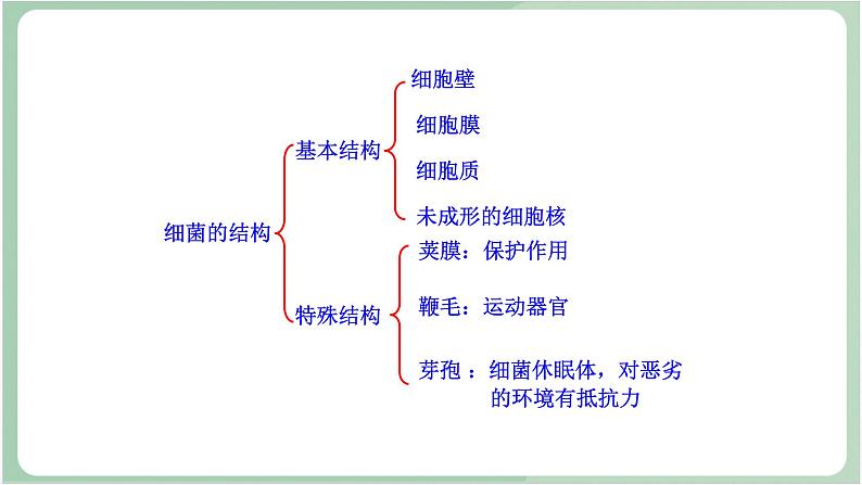 苏教版生物八年级上册14.3 神奇的微生物 课件07