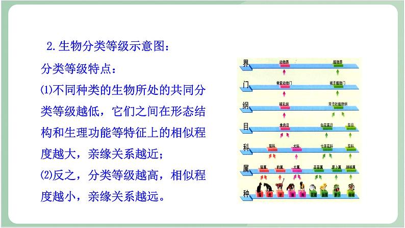 苏教版生物八年级上册14.4 生物的分类 课件07