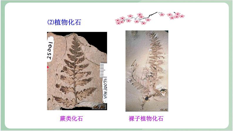 苏教版生物八年级上册16.2 生物进化的历程 课件06