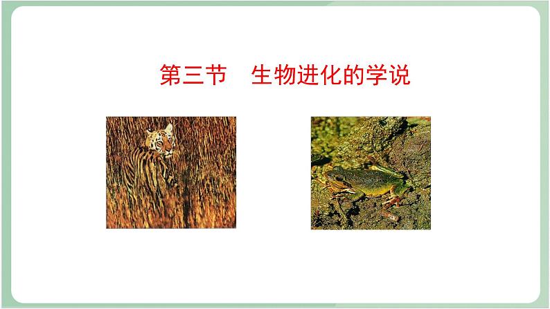 苏教版生物八年级上册16.3 生物进化的学说 课件01