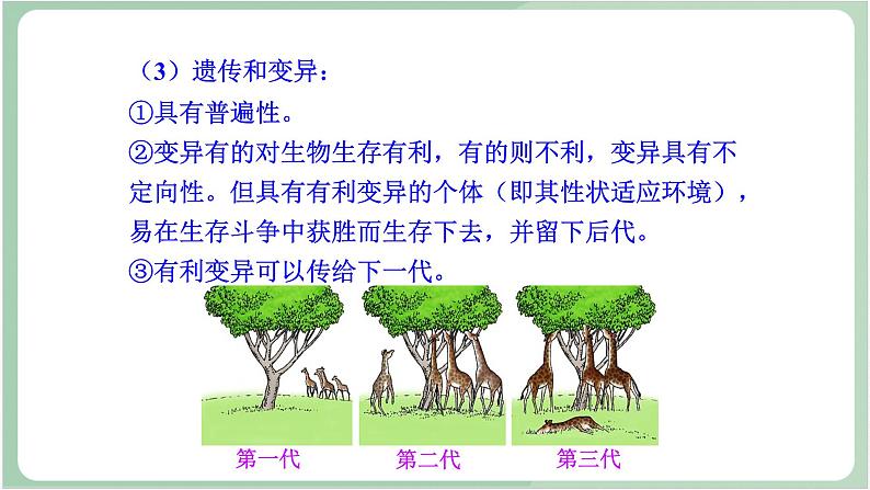 苏教版生物八年级上册16.3 生物进化的学说 课件07