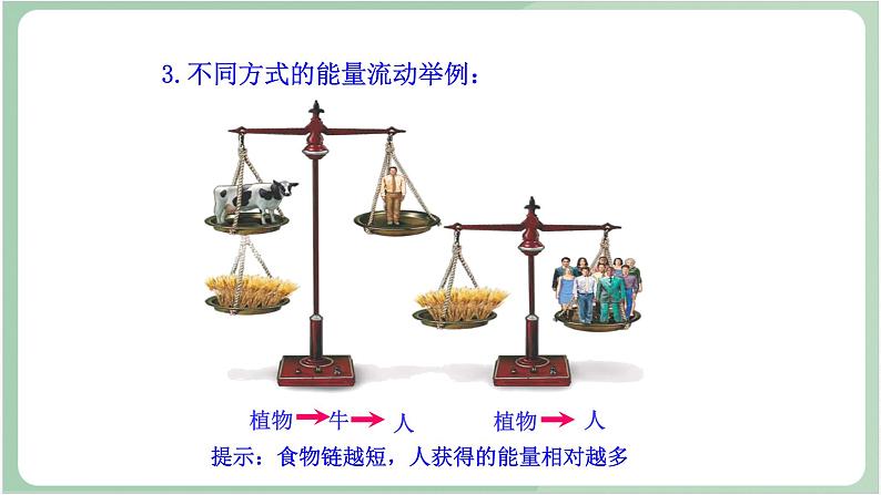 苏教版生物八年级上册19.2 生态系统中的能量流动和物质循环  课件06