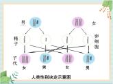 第十一章 第三节 人类的遗传 教案+课件+素材+习题