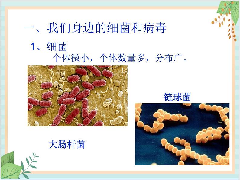 北京版七年级生物上册第一章 第二节 认识我们身边的其他生物 课件+教案+素材04