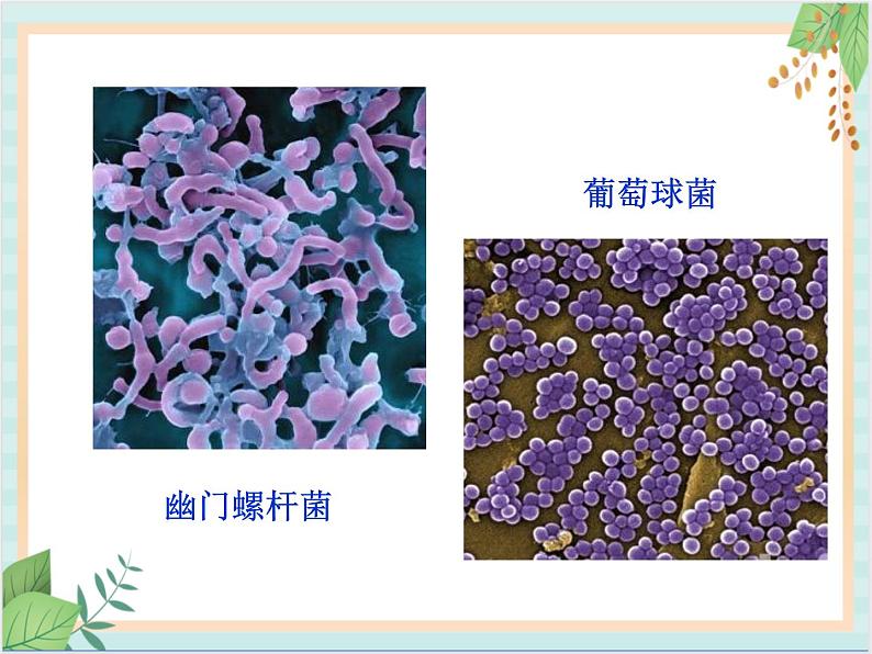 北京版七年级生物上册第一章 第二节 认识我们身边的其他生物 课件+教案+素材05