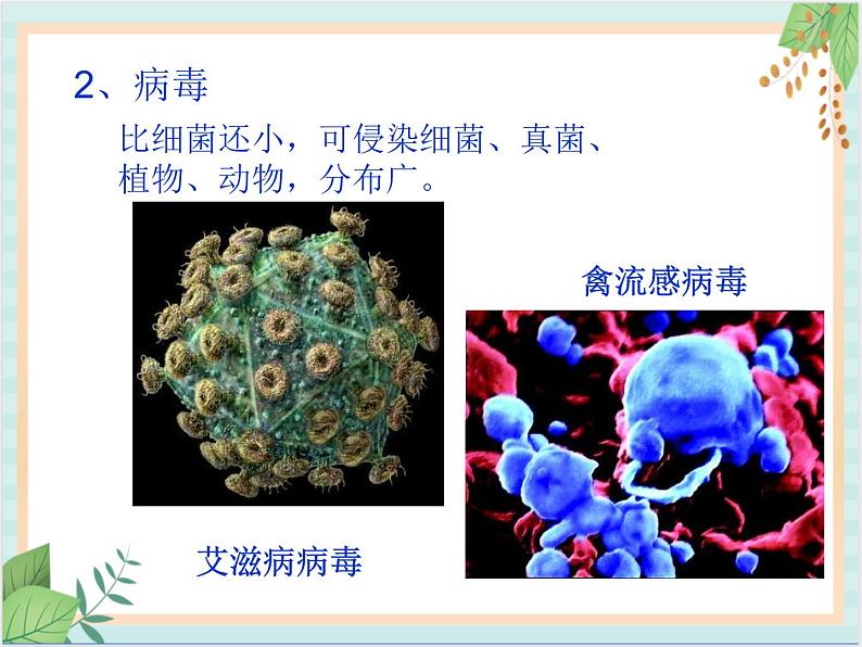 北京版七年级生物上册第一章 第二节 认识我们身边的其他生物 课件+教案+素材06