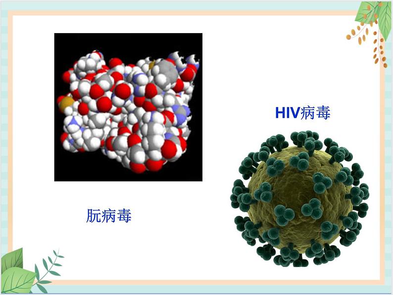 北京版七年级生物上册第一章 第二节 认识我们身边的其他生物 课件+教案+素材07