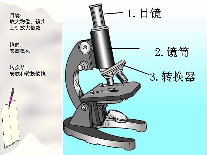 北京版七年级生物上册第二章 第二节 中学生物学实验的常用工具 课件+练习+素材02