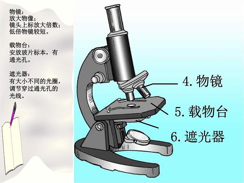 北京版七年级生物上册第二章 第二节 中学生物学实验的常用工具 课件+练习+素材03