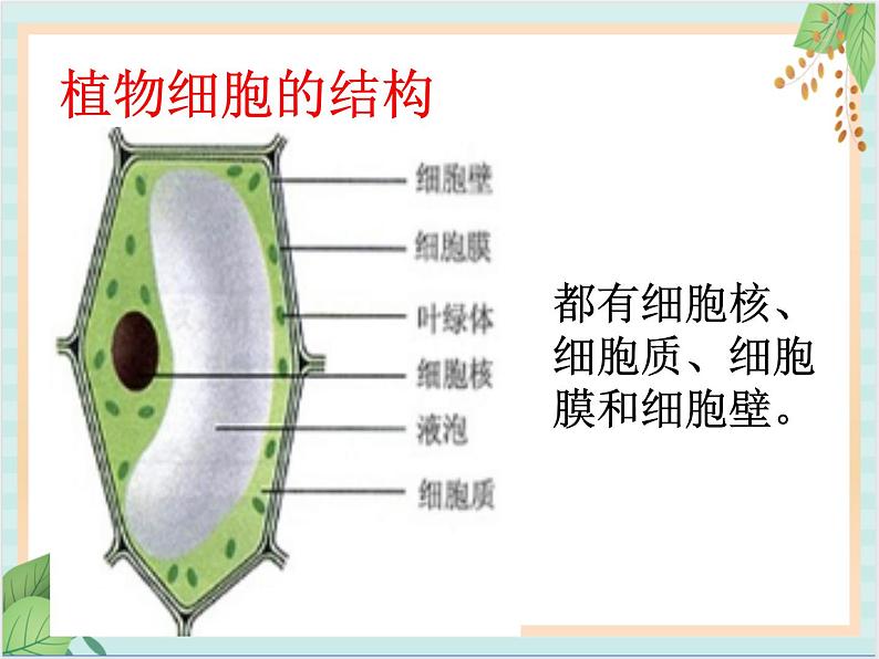 北京版七年级生物上册第三章 第一节 细胞 课件+教案+素材07