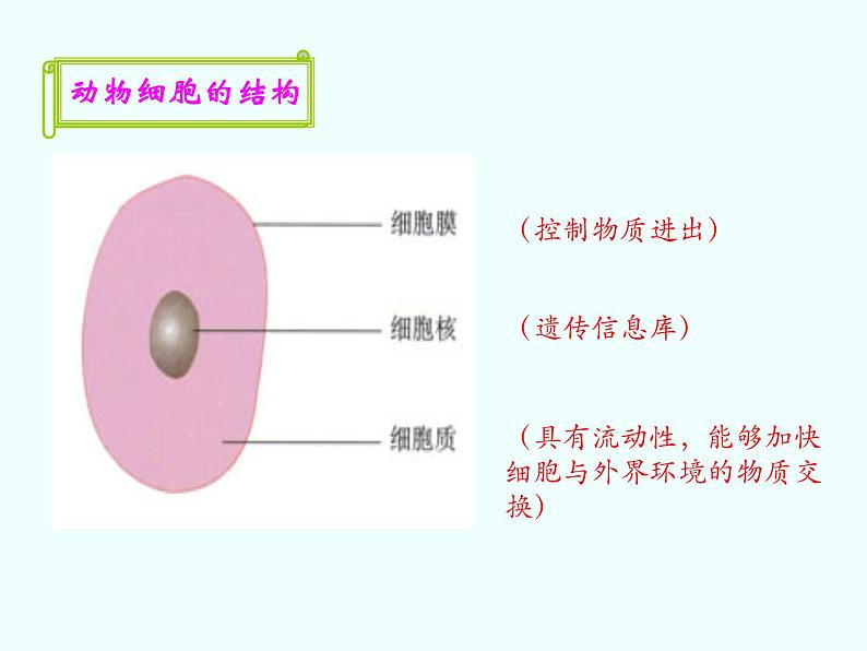 北京版七年级生物上册第三章 第一节 细胞 课件+教案+素材03