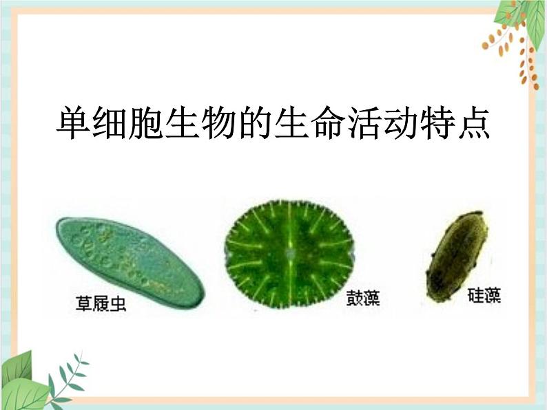 北京版七年级生物上册第三章 第二节 生物体 课件+教案+素材01