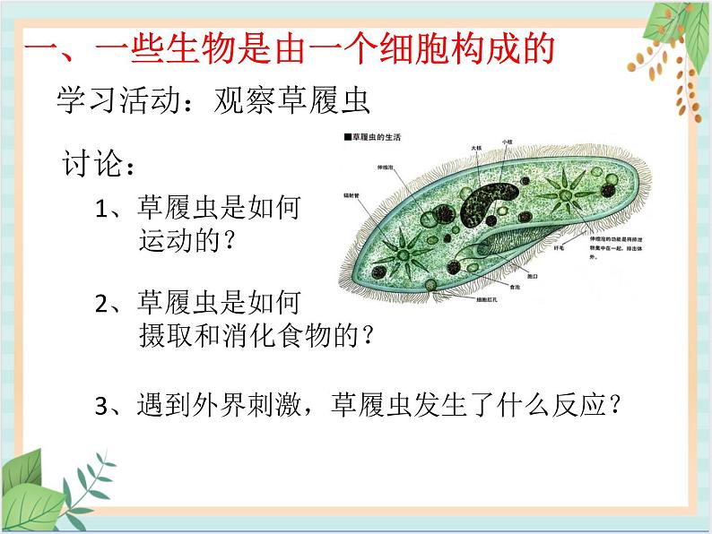 北京版七年级生物上册第三章 第二节 生物体 课件+教案+素材03