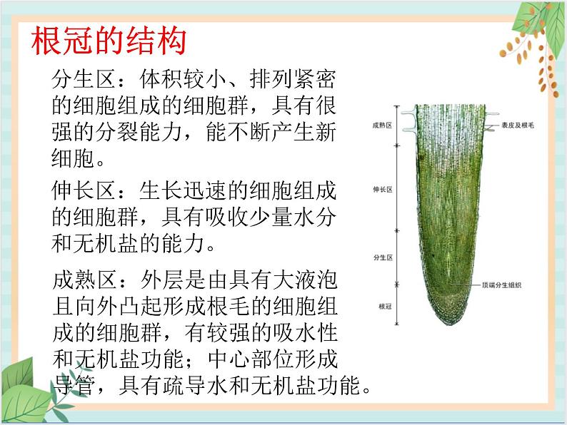 北京版七年级生物上册第三章 第二节 生物体 课件+教案+素材06