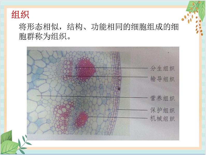 北京版七年级生物上册第三章 第二节 生物体 课件+教案+素材07