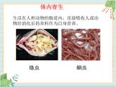 北京版七年级生物上册第四章 第四节  其他营养方式 课件+教案+素材