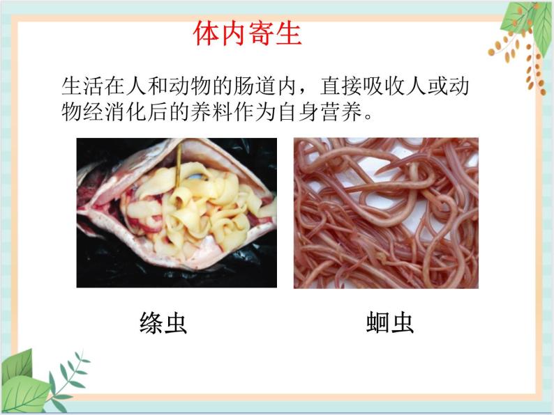 北京版七年级生物上册第四章 第四节  其他营养方式 课件+教案+素材05