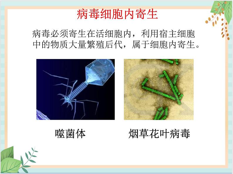 北京版七年级生物上册第四章 第四节  其他营养方式 课件+教案+素材06