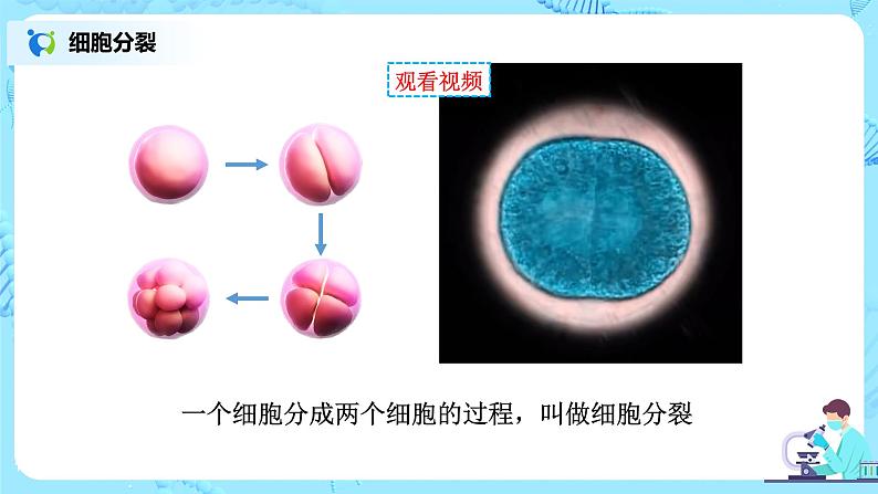 2.2.1《细胞通过分裂产生新细胞》（课件+教案+练习）05