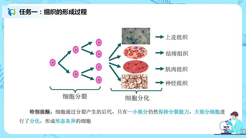 2.2.2《动物体的结构层次》（课件+教案+练习）06