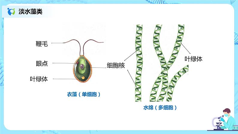 3.1.1《藻类、苔藓和蕨类植物》（课件+教案+练习）05