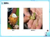 3.1.2《種子植物》（課件+教案+練習(xí)）