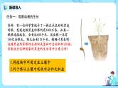 3.2.2《植株的生长》（课件+教案+练习）