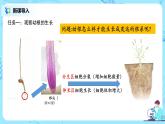 3.2.2《植株的生长》（课件+教案+练习）