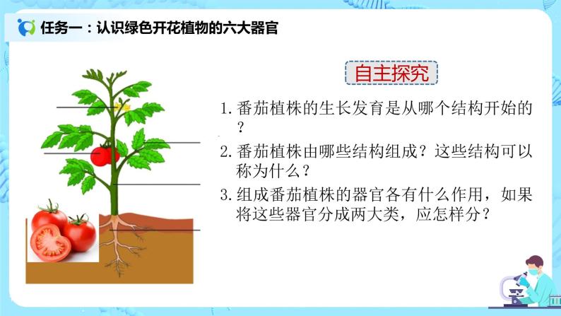 2.2.3《植物体的结构层次》（课件+教案+练习）05