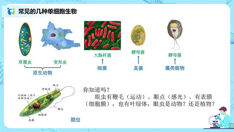 2.2.4《单细胞生物》（课件+教案+学案+练习）06