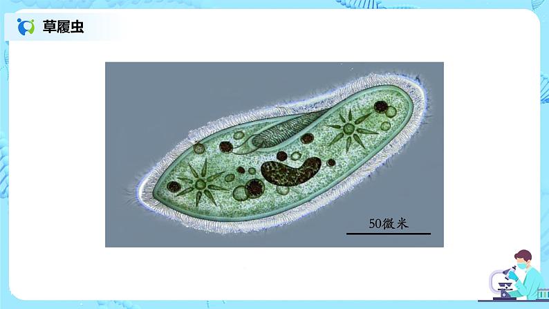 2.2.4《单细胞生物》（课件+教案+学案+练习）07