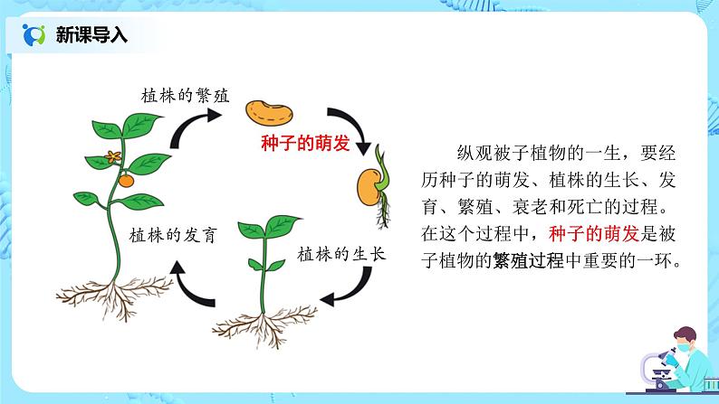 3.2.1《种子的萌发》（课件+教案+练习）02