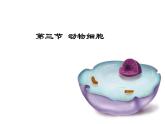 第二单元第一章第三节《动物细胞》课件