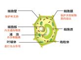 第二单元第一章第三节《动物细胞》课件