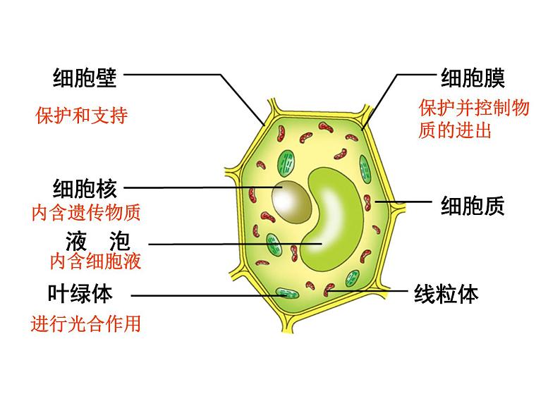 第二单元第一章第三节《动物细胞》课件第2页