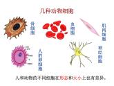 第二单元第一章第三节《动物细胞》课件